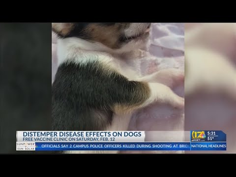 Distemper disease effects on dogs
