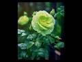 Beautiful Green Rose Flower Youtubeshorts Shorts Vairalvideo