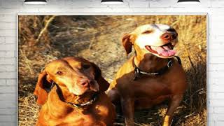 Curt Smith - The Hills