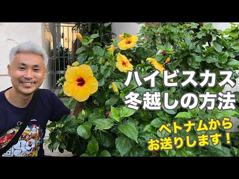 ハイビスカスの正しい越冬方法はこうです 植物