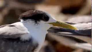 preview picture of video 'Head of a Crested Tern, Greater Crested Tern or Swift Tern (Thalasseus bergii) - 1'