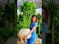 Las 10 PLANTAS que traen SUERTE y PROSPERIDAD 🌿🍀 #plantas #espiritualidad