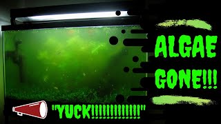 How To Get Rid Of Algae In Your Fish Tank: 10 Fast Ways