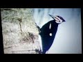Classic Sesame Street It S A Woodpecker 1973
