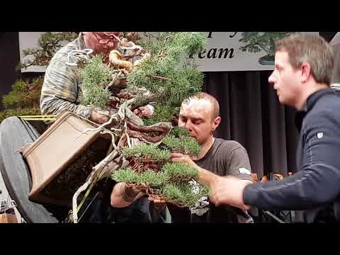 Bonsai demo Masayuki Fujikawa,Ryan Neil,Vaclav Novak,Gabriel Romero Aguadé at Noelander trophy XX