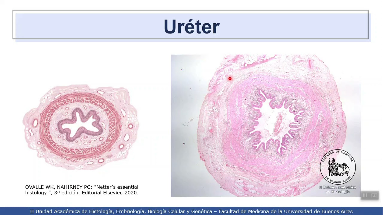 VIDEHISTO #35 | Sistema urinario - Vías urinarias