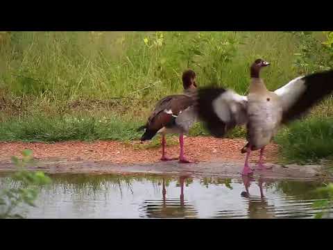 Djuma: Egyptian Goose pair (no audio) - 05:40 - 01/07/21