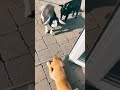Bully Goats Bossdog Shorts Ytshorts Youtubeshorts Dog Goat Bully