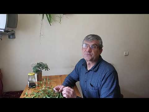 Омела белая  - загадочное растение.