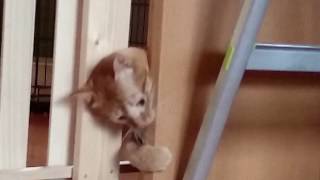 ユウスケ脱出劇(((￣へ￣井)