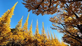 明治神宮外苑いちょう並木の黄葉とライトアップ