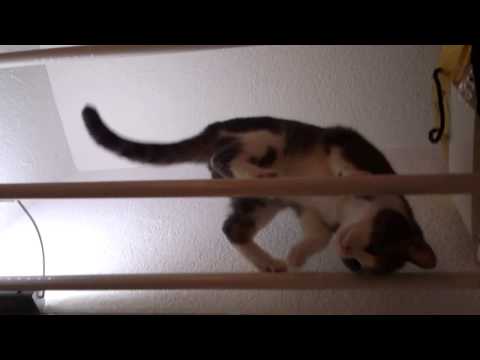 FUNNY CATS LINA & LUANA - Balance