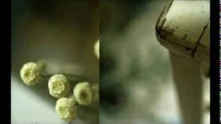 Robin Spielberg - Piano Parlour Siree