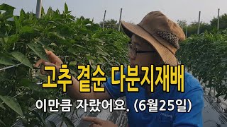 고추 곁순 다분지재배 / 현재 생육상태와 특징 알려드립니다. 2022년 6월25일