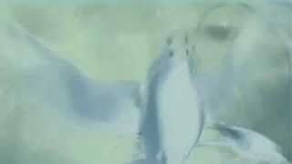 Michael Stanley Band Midwest Midnight