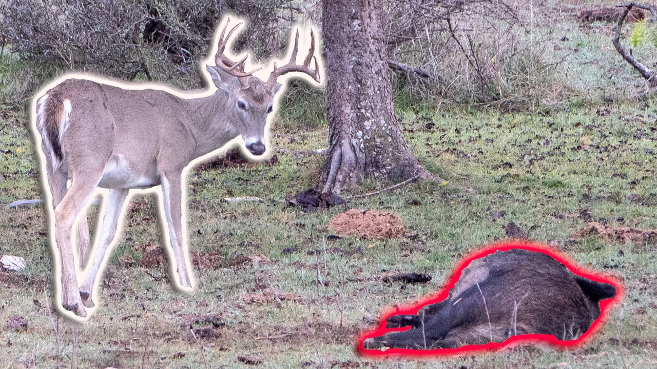 AMAZING HOG & DEER INTERACTION! Winter Whitetail Hunt with my Dad