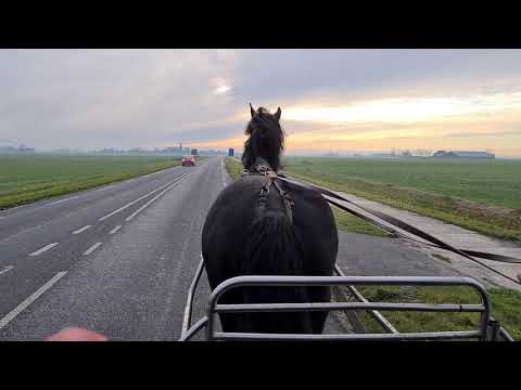 Stal Okkema's Fardau - Mintse x Lammert - mare - 2009