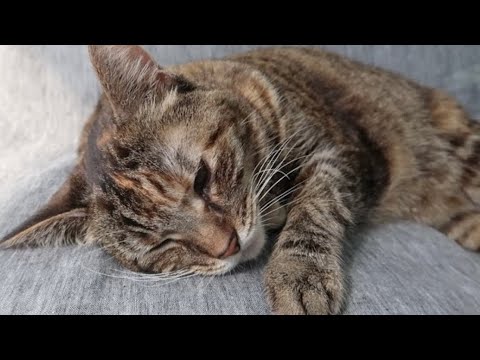 my cat with cancer is put to sleep | stella series ep 5  (trigger warning for some)