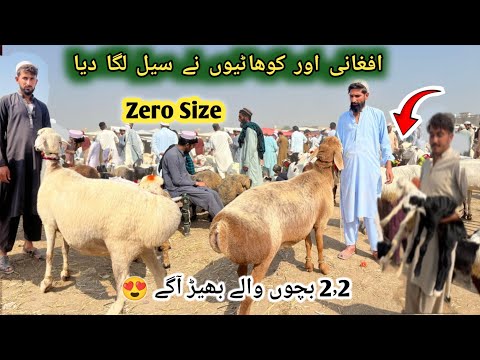 Cheapest Kohat Dumba Mandi Latest Update 26-10-2025 | Dumba Market | Bakra Mandi | Pk Animals