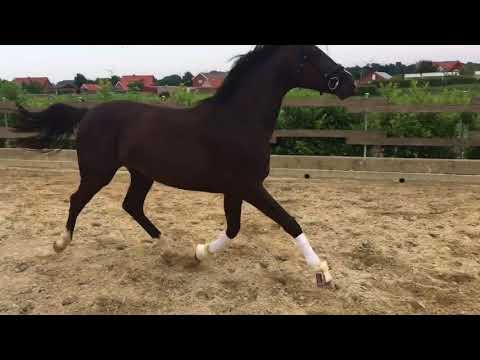 *2015 Bernay-Desperados-Relevant