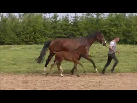 Ms. Cain - filly by Marc Cain/Florenciano SOLD