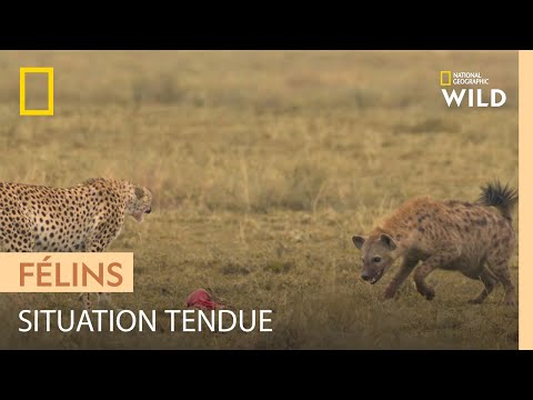 Le guépard, chasseur hors pair qui se fait pourtant voler ses proies