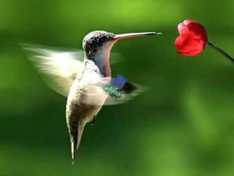 Tucusito Tucusito. Los Tucusitos