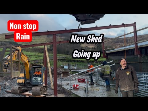 Disastrous Results, move on and go again #farm #farming #sheep #cows #ireland #irish #uk #tepari