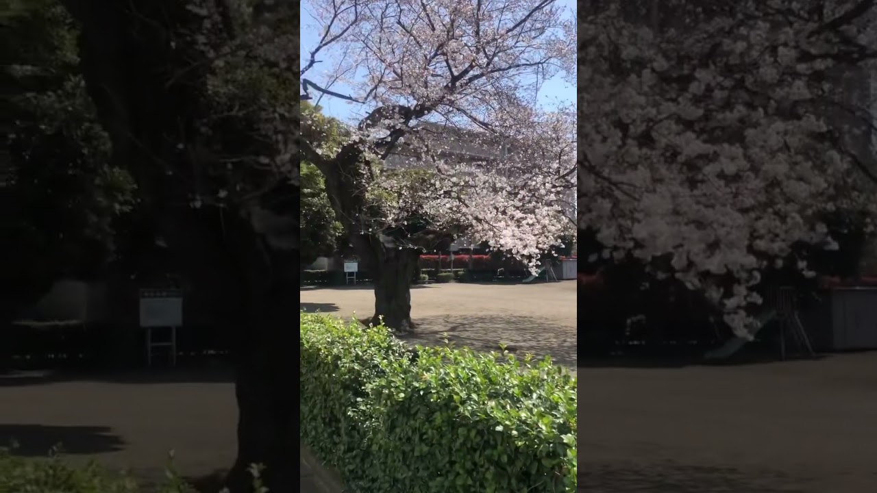 Sakura 😍😍😍 #japanvlog