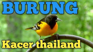 Download lagu Not many people know about this magpie robin mp3