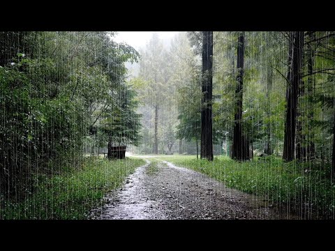 Forest Paths with Falling Rain Sounds – White Noise for Inner Calm, Deep Healing and Peaceful Sleep