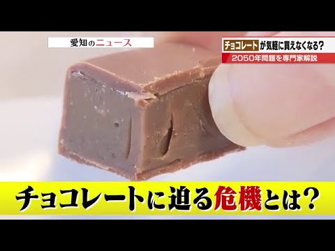 チョコレートが食べられなくなる未来がすぐそこに　「カカオ2050年問題」を専門家が解説 (2026年2月6日)