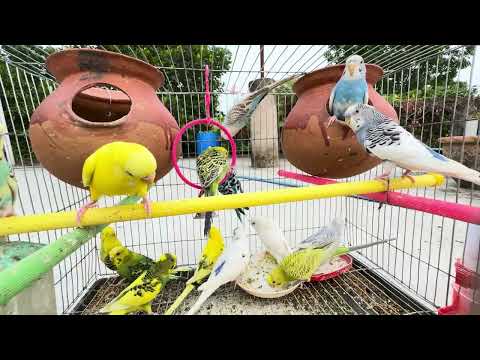 2 Hours of Budgie Best Friends - Mango and Chutney - Singing and Talking Sounds