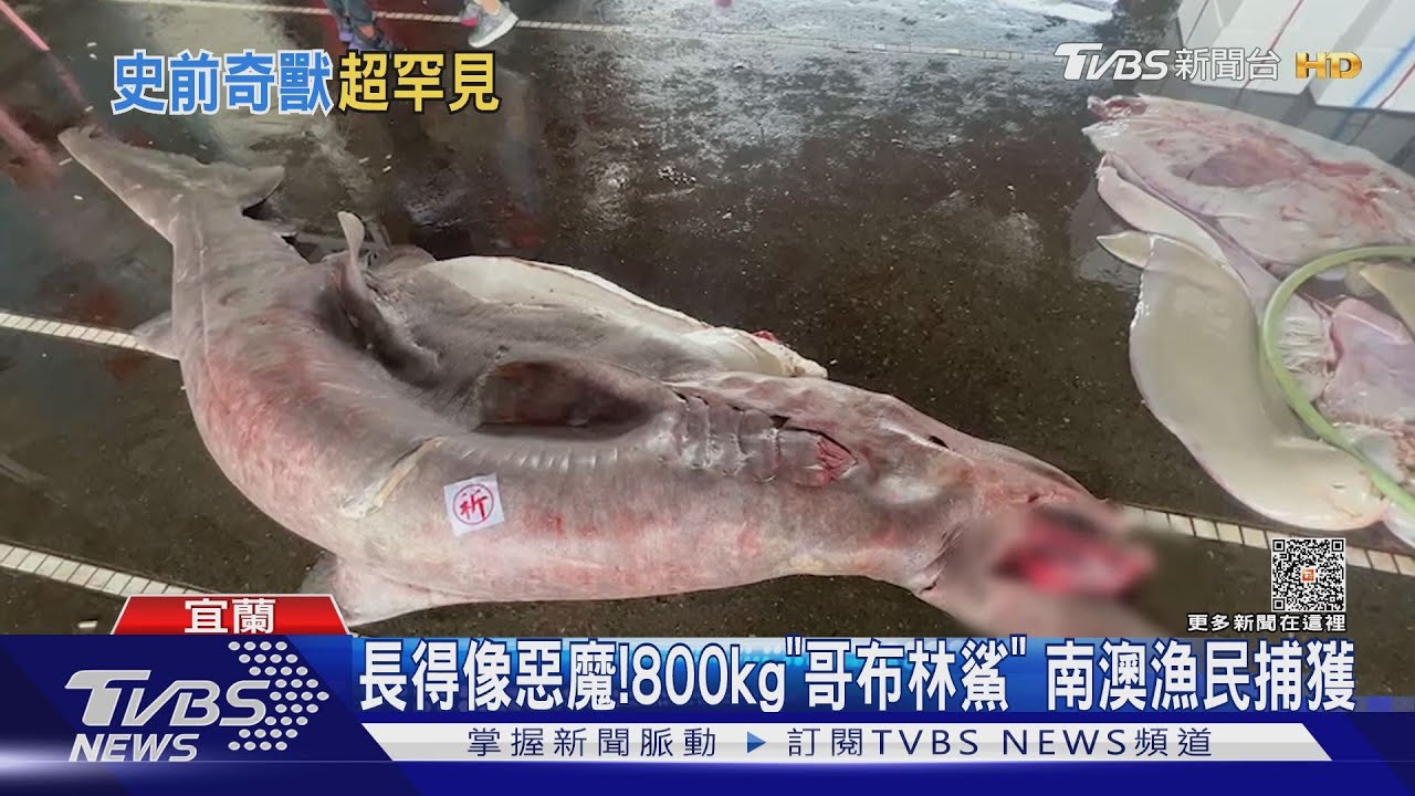 長得像惡魔!800kg「哥布林鯊」 南澳漁民捕獲