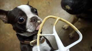 Boston Terrier puppy LOVES this