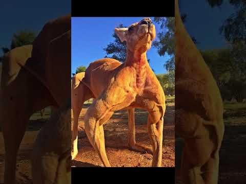 Kangaroo's are MENACES