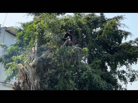 Cutting down useless fig trees is very dangerous - Tree cutting technique with a chainsaw