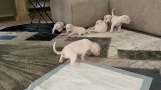 Mata Dogo Argentino 3 weeks old puppies