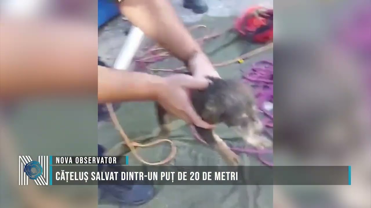 Cățeluș salvat dintr-un puț de 20 de metri