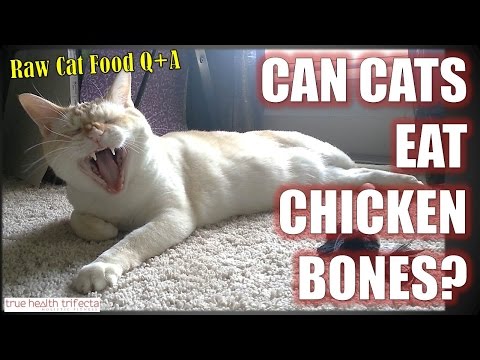 CAN CATS EAT RAW BONE? - Raw Cat Food / Cat Nutrition / Cat Tips