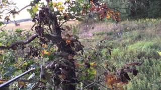 preview picture of video '2014 Minnesota Archery Buck Hunt Part 1 - whitetail bowhunting'