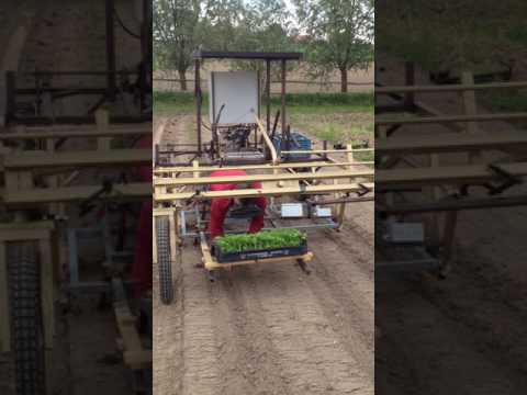 E Weeder plant knolselder 12 mei 2017