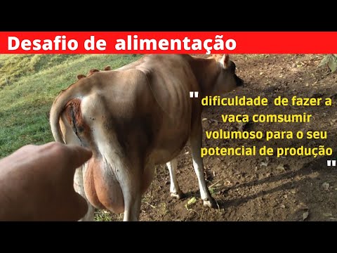 , title : 'Desafios de alimentação para vacas pós parto'