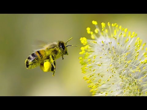 , title : '22 fleurs mellifères à planter dans son jardin pour sauver les abeilles.'