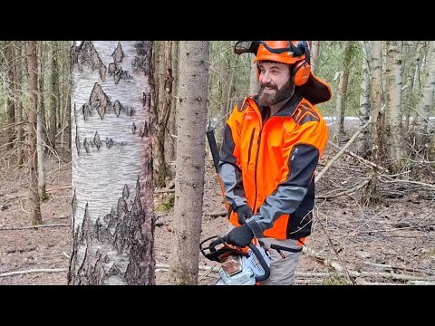 Kaatovänkä kaato - Katsojan toive