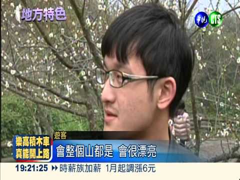 嚴寒催花! 風櫃斗梅花悄然綻放