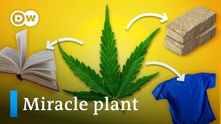 Why outlawing cannabis was a HUGE mistake
