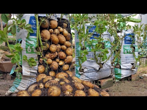 Wish I knew about these high yield potato growing methods at home sooner Let s explore