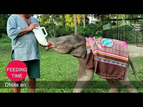 Help save orphaned elephant babies in India