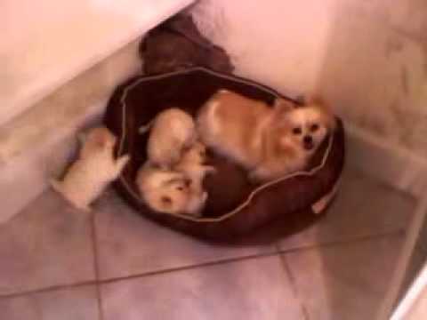 New Poms and Pom mom